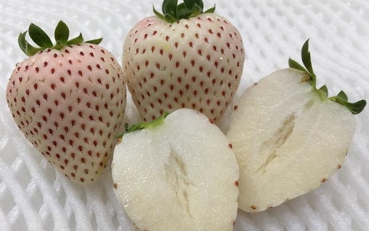 № 47  Сяо Бай (Xiao Bai)